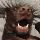 .ogkarma avatar
