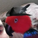ribbt
