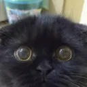 ufipoo