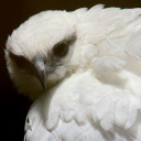 avatar Daniel Simani