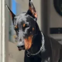 speedydeedet