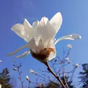 sapholia