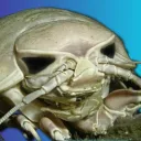 etherealdardar