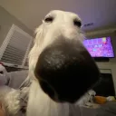 thommotom