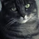 silvertabby