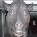 rotten_artist avatar