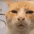 pfp