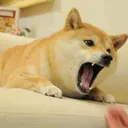 magnusdoge