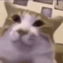 avatar Amadeo Eggleston