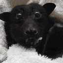 avatar Amadeo Eggleston