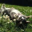 nibbling