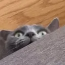 dabearenthusiast
