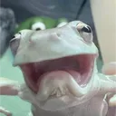 alphamelon