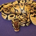 egasyelir