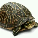 adrian_zombturtle avatar