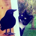 dirtybirdy