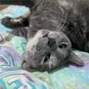 nekosenpie