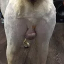 evanku