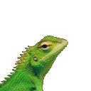 lyzrds