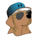 rowdogtv