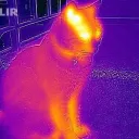 pyromanicfeline