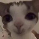 debonairtaco
