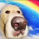 therealsenko