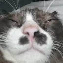 shinshinlaew