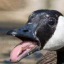 birb1401