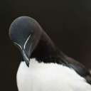 yoozard#5906's avatar