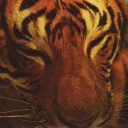 antwolph
