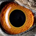 ipelius