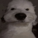 avatar suspicious dog