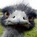 rottenemu