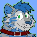 shaytiger