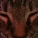 kirezard