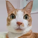 cream's Avatar