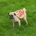 pizzadawgs