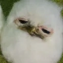 shunraiden