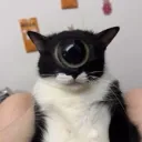 whoisf1