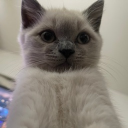 cristal0002#2462's avatar