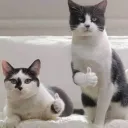 chrisnoob