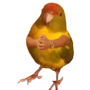 fisk.png
