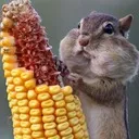 wildchipmunks