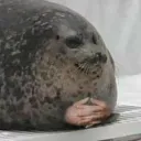 triggerino1