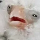 bayaqpls