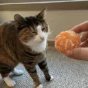 madcatcatter