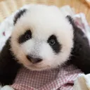 babypandajr