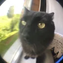 zoomqge