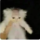 dani94gatitos